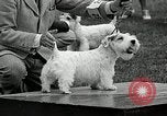 Immagine di Dog show Madison New Jersey USA, 1935, secondo 56 filmato di repertorio 65675037668