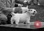 Immagine di Dog show Madison New Jersey USA, 1935, secondo 57 filmato di repertorio 65675037668