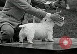 Immagine di Dog show Madison New Jersey USA, 1935, secondo 58 filmato di repertorio 65675037668
