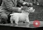 Immagine di Dog show Madison New Jersey USA, 1935, secondo 59 filmato di repertorio 65675037668