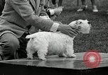 Immagine di Dog show Madison New Jersey USA, 1935, secondo 60 filmato di repertorio 65675037668