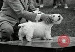 Immagine di Dog show Madison New Jersey USA, 1935, secondo 61 filmato di repertorio 65675037668