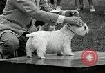 Immagine di Dog show Madison New Jersey USA, 1935, secondo 62 filmato di repertorio 65675037668