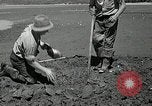 Image of goeduck clam digging Tacoma Washington USA, 1935, second 28 stock footage video 65675037671
