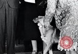 Standbild Hund Helden New York United States USA, 1932, aus Sekunde 29 historischem Filmmaterial Videoclip 65675037696