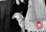 Standbild Hund Helden New York United States USA, 1932, aus Sekunde 30 historischem Filmmaterial Videoclip 65675037696