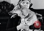 Standbild Hund Helden New York United States USA, 1932, aus Sekunde 34 historischem Filmmaterial Videoclip 65675037696