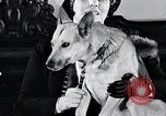 Standbild Hund Helden New York United States USA, 1932, aus Sekunde 38 historischem Filmmaterial Videoclip 65675037696