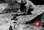 Image of Chimpanzee Los Angeles California USA, 1932, second 13 stock footage video 65675037700