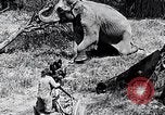 Image of Chimpanzee Los Angeles California USA, 1932, second 15 stock footage video 65675037700