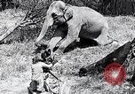 Image of Chimpanzee Los Angeles California USA, 1932, second 17 stock footage video 65675037700