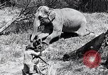 Image of Chimpanzee Los Angeles California USA, 1932, second 18 stock footage video 65675037700