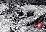Image of Chimpanzee Los Angeles California USA, 1932, second 19 stock footage video 65675037700