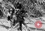 Image of Chimpanzee Los Angeles California USA, 1932, second 20 stock footage video 65675037700