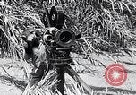 Image of Chimpanzee Los Angeles California USA, 1932, second 21 stock footage video 65675037700