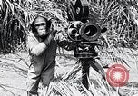 Image of Chimpanzee Los Angeles California USA, 1932, second 24 stock footage video 65675037700