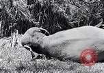 Image of Chimpanzee Los Angeles California USA, 1932, second 25 stock footage video 65675037700