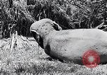 Image of Chimpanzee Los Angeles California USA, 1932, second 26 stock footage video 65675037700