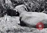 Image of Chimpanzee Los Angeles California USA, 1932, second 29 stock footage video 65675037700
