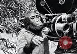 Image of Chimpanzee Los Angeles California USA, 1932, second 31 stock footage video 65675037700