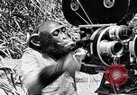 Image of Chimpanzee Los Angeles California USA, 1932, second 32 stock footage video 65675037700