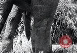 Image of Chimpanzee Los Angeles California USA, 1932, second 33 stock footage video 65675037700