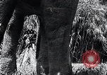 Image of Chimpanzee Los Angeles California USA, 1932, second 34 stock footage video 65675037700