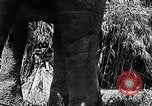 Image of Chimpanzee Los Angeles California USA, 1932, second 35 stock footage video 65675037700