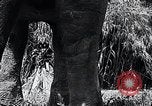Image of Chimpanzee Los Angeles California USA, 1932, second 36 stock footage video 65675037700