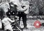 Image of Chimpanzee Los Angeles California USA, 1932, second 37 stock footage video 65675037700