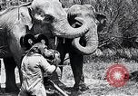 Image of Chimpanzee Los Angeles California USA, 1932, second 38 stock footage video 65675037700