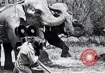 Image of Chimpanzee Los Angeles California USA, 1932, second 40 stock footage video 65675037700