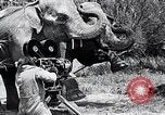 Image of Chimpanzee Los Angeles California USA, 1932, second 41 stock footage video 65675037700