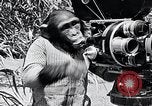 Image of Chimpanzee Los Angeles California USA, 1932, second 43 stock footage video 65675037700