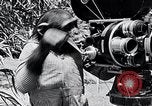 Image of Chimpanzee Los Angeles California USA, 1932, second 44 stock footage video 65675037700