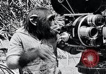 Image of Chimpanzee Los Angeles California USA, 1932, second 45 stock footage video 65675037700