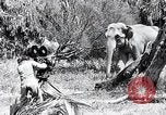 Image of Chimpanzee Los Angeles California USA, 1932, second 46 stock footage video 65675037700