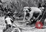 Image of Chimpanzee Los Angeles California USA, 1932, second 47 stock footage video 65675037700