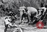 Image of Chimpanzee Los Angeles California USA, 1932, second 48 stock footage video 65675037700
