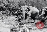 Image of Chimpanzee Los Angeles California USA, 1932, second 49 stock footage video 65675037700