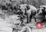 Image of Chimpanzee Los Angeles California USA, 1932, second 50 stock footage video 65675037700