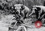 Image of Chimpanzee Los Angeles California USA, 1932, second 51 stock footage video 65675037700