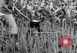 Standbild Japanische Bauer Japan, 1948, aus Sekunde 29 historischem Filmmaterial Videoclip 65675037840