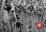 Standbild Japanische Bauer Japan, 1948, aus Sekunde 30 historischem Filmmaterial Videoclip 65675037840