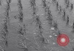 Standbild Japanische Bauer Japan, 1948, aus Sekunde 32 historischem Filmmaterial Videoclip 65675037840