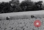 Standbild Japanische Bauer Japan, 1948, aus Sekunde 43 historischem Filmmaterial Videoclip 65675037840