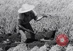 Standbild Japanische Bauer Japan, 1948, aus Sekunde 47 historischem Filmmaterial Videoclip 65675037840
