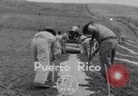 Standbild Ananas Plantage Puerto Rico, 1948, aus Sekunde 1 historischem Filmmaterial Videoclip 65675037844