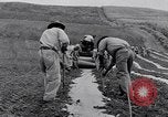 Standbild Ananas Plantage Puerto Rico, 1948, aus Sekunde 4 historischem Filmmaterial Videoclip 65675037844