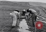 Standbild Ananas Plantage Puerto Rico, 1948, aus Sekunde 5 historischem Filmmaterial Videoclip 65675037844